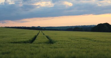 Abendstimmung am Fuße der Radewitzer Höhe